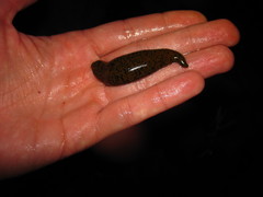 Haemopis