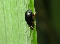 Aphthona nonstriata