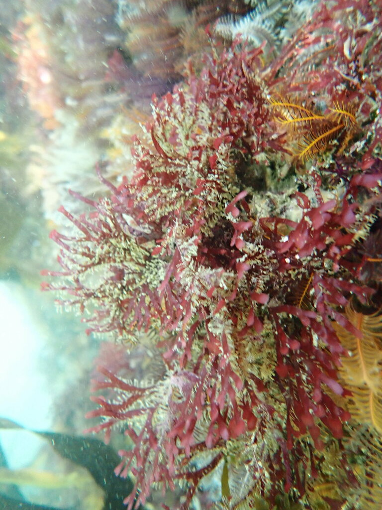 Rhodophyllis reptans