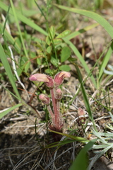 Aphyllon fasciculatum