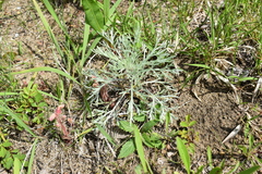 Aphyllon fasciculatum