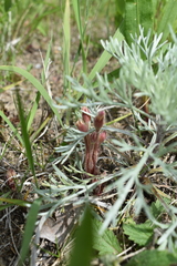 Aphyllon fasciculatum