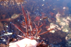 Prionitis lanceolata