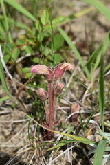 Aphyllon fasciculatum