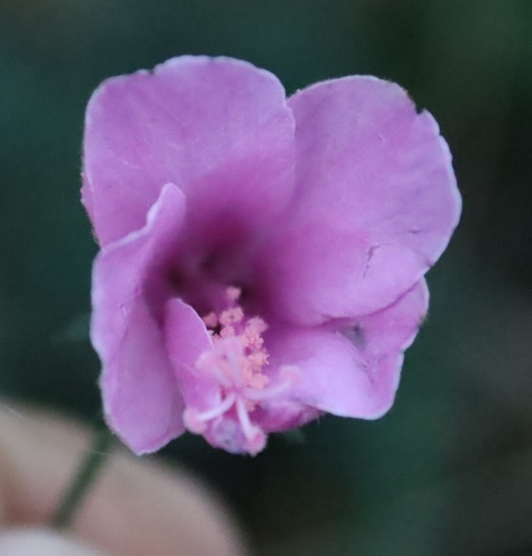 Image of Hibiscus pedunculatus by (c) Tony Rebelo, some rights reserved (CC BY-SA)