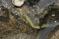 Phyllodocidae