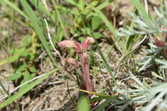 Aphyllon fasciculatum