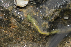 Phyllodocidae