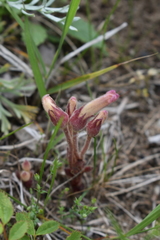 Aphyllon fasciculatum