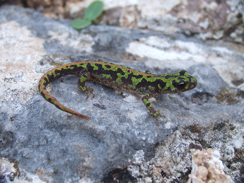Southern Marbled Newt