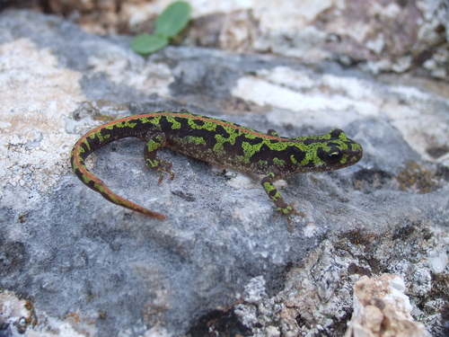 Southern Marbled Newt