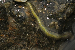Phyllodocidae