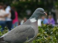 Columba palumbus