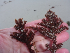 Neoptilota densa