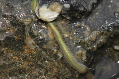 Phyllodocidae