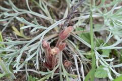 Aphyllon fasciculatum