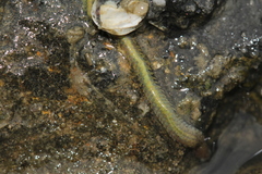 Phyllodocidae