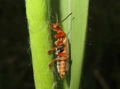 Cantharis rufa