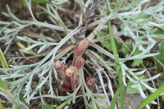 Aphyllon fasciculatum