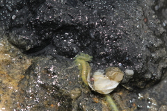 Phyllodocidae