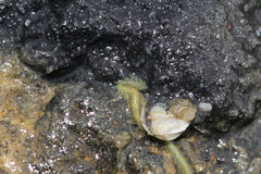 Phyllodocidae