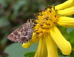 Amblyscirtes aesculapius