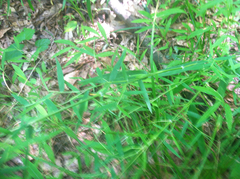 Dichanthelium scoparium