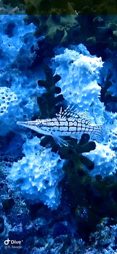 Longnose hawkfish