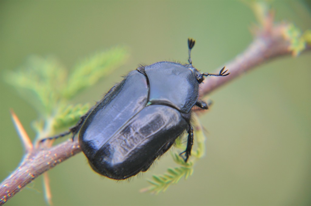 Cotinis antonii