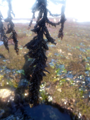 Callithamnion pikeanum