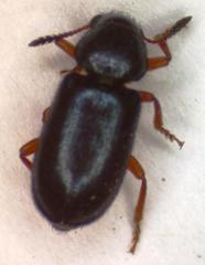 Necrobia rufipes