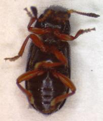 Necrobia rufipes