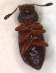 Necrobia rufipes