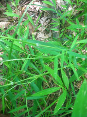 Dichanthelium scoparium