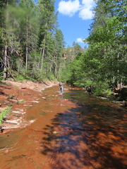 Polistes comanchus navajoe