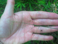 Dichanthelium scoparium