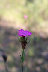 Dianthus balbisii