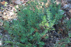 Euphorbia spinosa