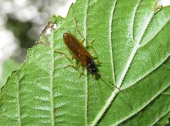 Rhagonycha lignosa