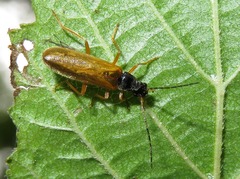 Rhagonycha lignosa