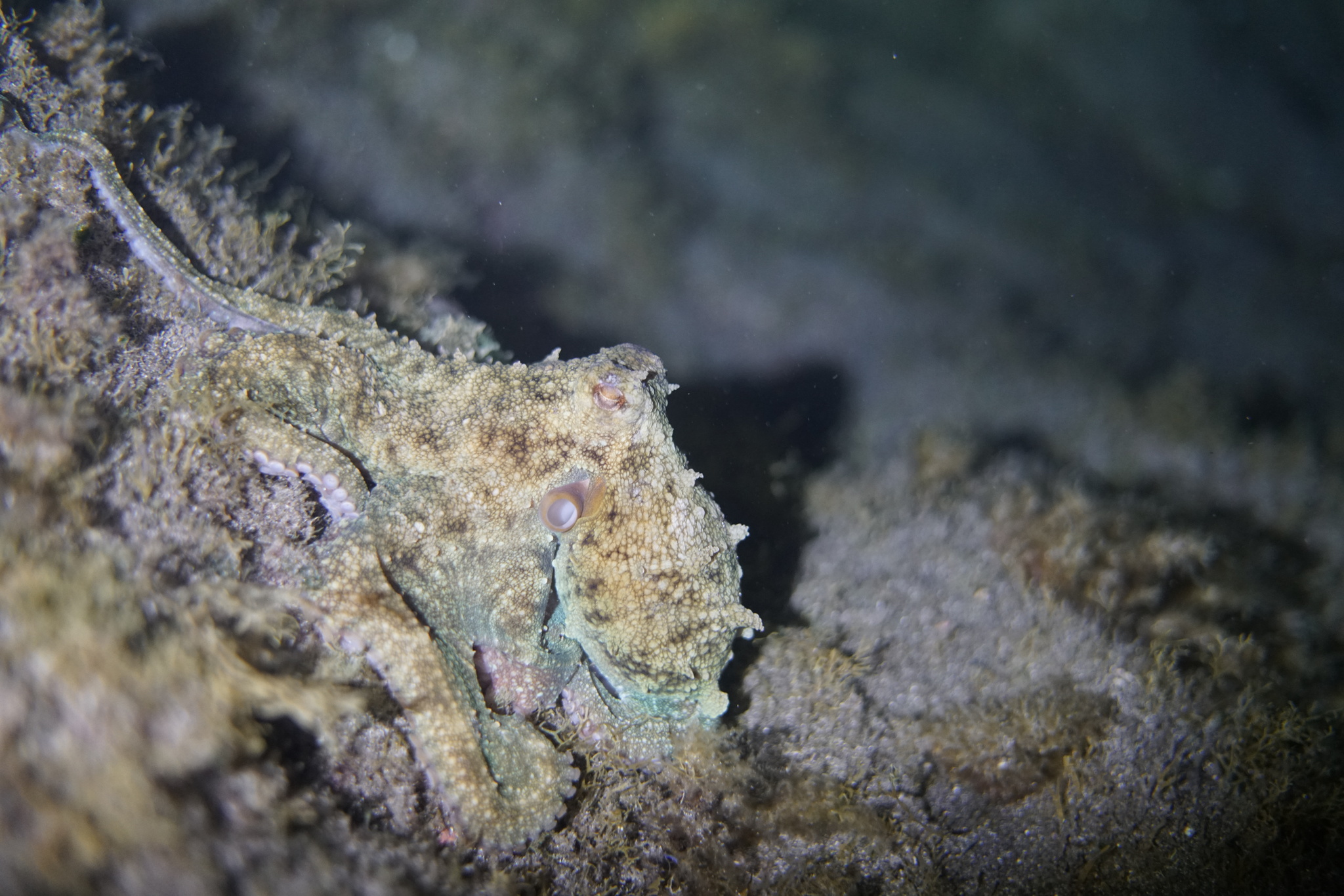 マダコ, achtarm, almindelig ottearmet blæksprutte, attaarmade bläckfiskar, azeiz, chobotnice pobřežní, common atlantic octopus, common european octopus, common octopus, gemeiner krake, gemeiner octopus, gewöhnlicher krake, gewone achtarm, gewone octopus