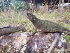 Enyalioides