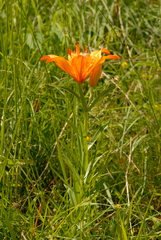 Lilium bulbiferum