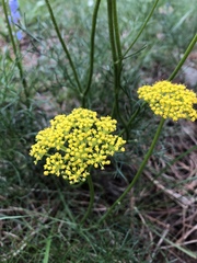 Cymopterus lemmonii