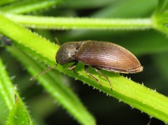 Agriotes obscurus