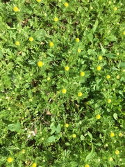 Matricaria discoidea