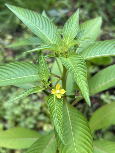 Ludwigia erecta observed 2024-07-18
