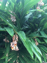 Alpinia zerumbet