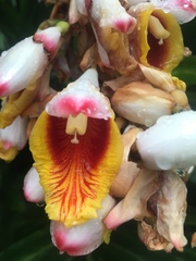Alpinia zerumbet