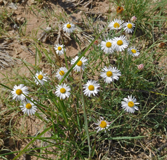 Aphanostephus riddellii